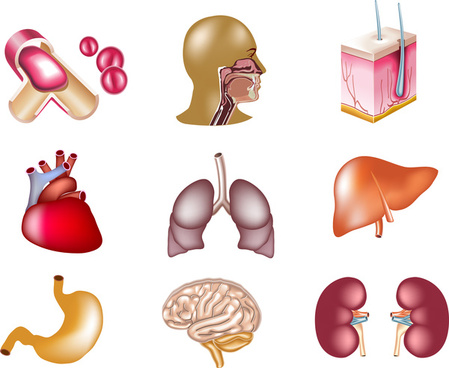 colored_icon_sets_of_internal_organs_6822577